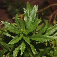 Angelonia goyazensis Benth.